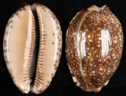 Mauritia arabica immanis