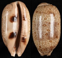 Arestorides argus argus