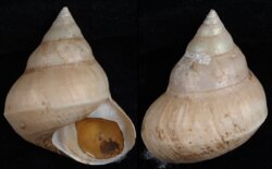 Ginebis argenteonitens fma convexiuscula