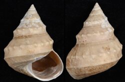 Ginebis argenteonitens fma hirasei