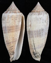 Phasmoconus australis