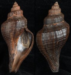 Pugulina tupiniquim