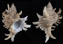 Chicoreus brevifrons