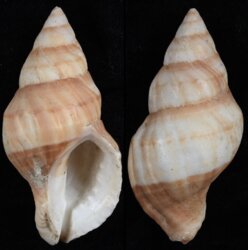 Nucella lamellosa