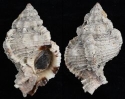 Phyllonotus pomum