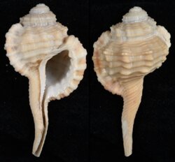 Ranularia pyrulum