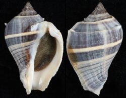 Melongena melongena