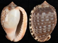 Cypraecassis testiculus