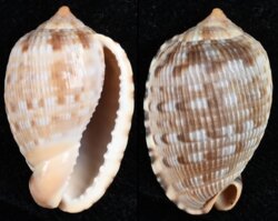 Cypraecassis testiculus
