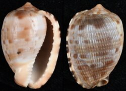 Cypraecassis testiculus