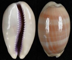 Lyncina carneola