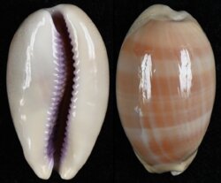 Lyncina carneola