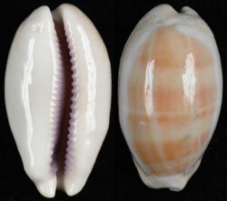 Lyncina carneola