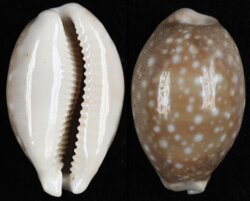 Lyncina vitellus