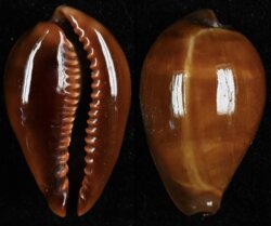 Erronea adusta persica