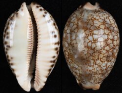 Mauritia grayana