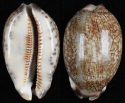 Mauritia grayana