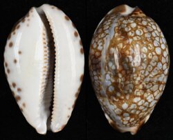 Mauritia grayana
