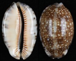 Mauritia grayana