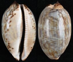 Mauritia grayana