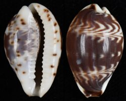 Palmadusta diluculum diluculum