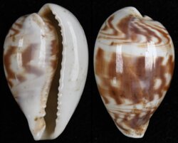 Palmadusta diluculum diluculum