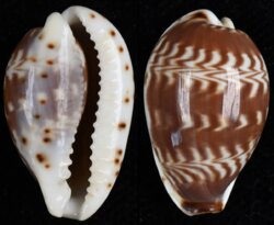 Palmadusta diluculum diluculum