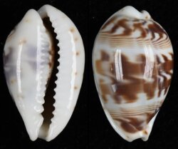 Palmadusta diluculum diluculum