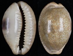 Naria erosa erosa fma similis