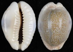 Naria erosa erosa fma similis