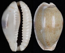 Naria erosa chlorizans