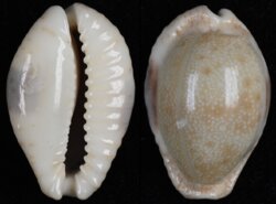 Naria erosa erosa fma similis