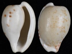 Cypraeovula edentula edentula