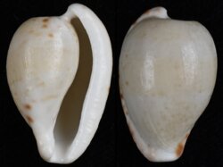 Cypraeovula edentula edentula