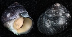 Prisogaster elevatus