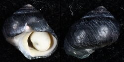 Prisogaster elevatus