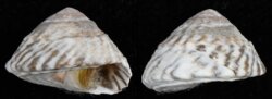 Bembicium nanum