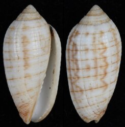 Pterygia crenulata