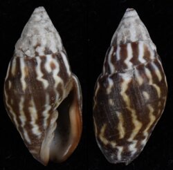 Strigatella paupercula