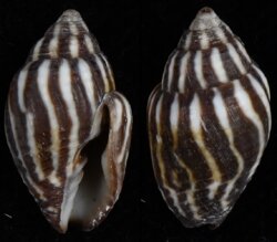 Strigatella paupercula