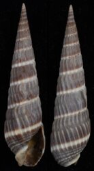 Duplicaria badia
