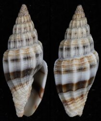 Vexillum jukesii