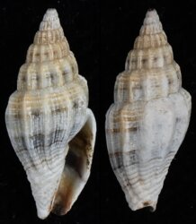 Vexillum jukesii