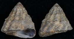 Bembicium melanostoma