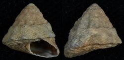 Bembicium melanostoma
