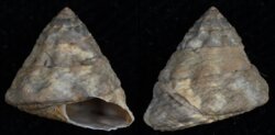 Bembicium melanostoma