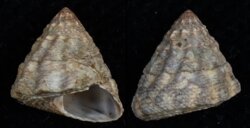 Bembicium melanostoma