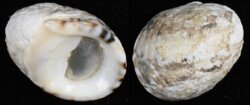 Nerita albicilla