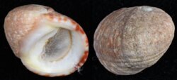 Nerita albicilla