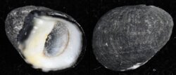 Nerita albicilla